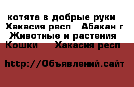 котята в добрые руки - Хакасия респ., Абакан г. Животные и растения » Кошки   . Хакасия респ.